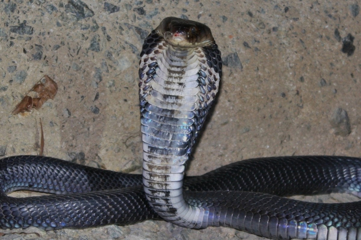 The Chinese cobra.
