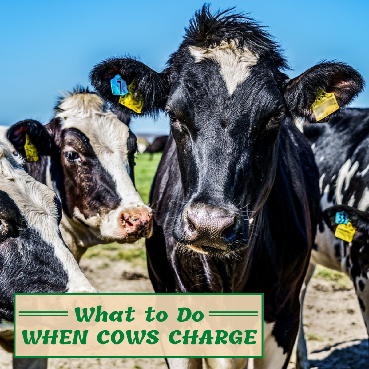 How to Scare Cows Away if You're Being Charged by a Herd