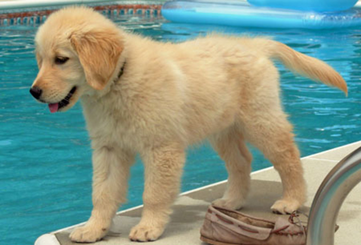 Million Dollar Baby - Golden Retriever Puppy for sale ...