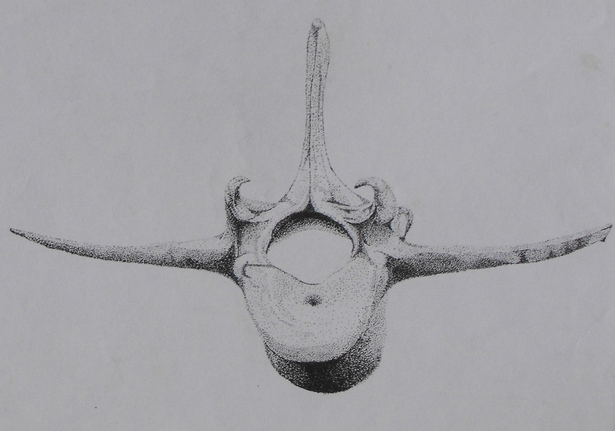 Pointillist Drawing of a lamb spinal section of the back showing detailed dots expressing nice subtle form.   