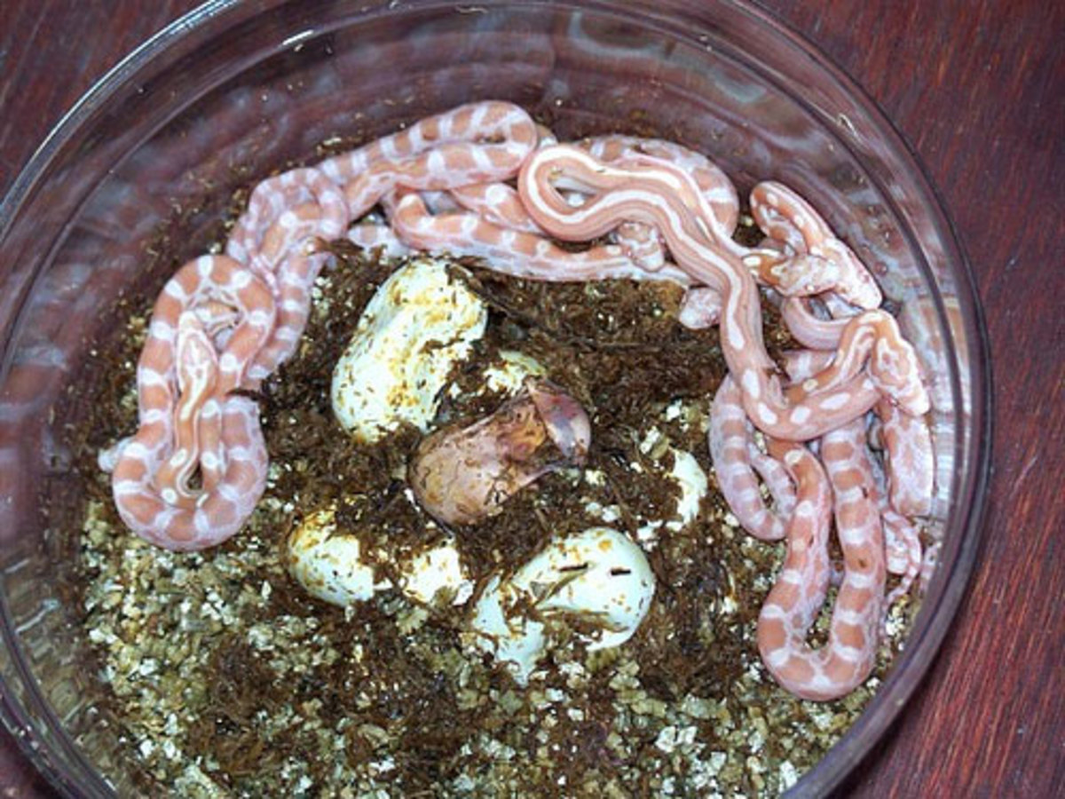 Tips For Breeding Corn Snakes - HubPages