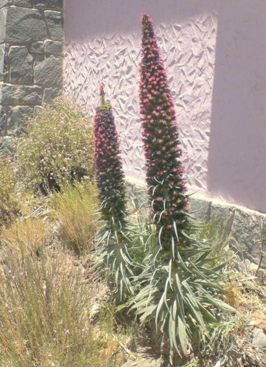 Red Viper's Bugloss on Mt Teide