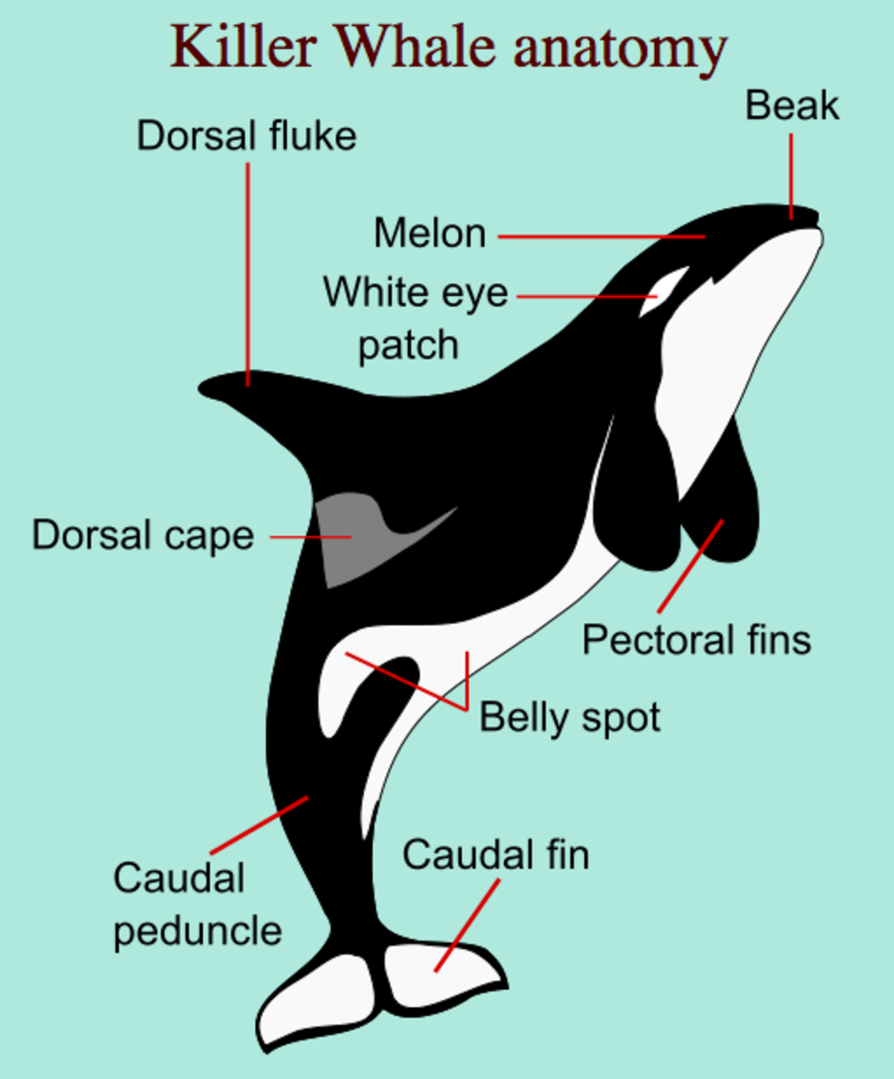 killer_orca_whales_