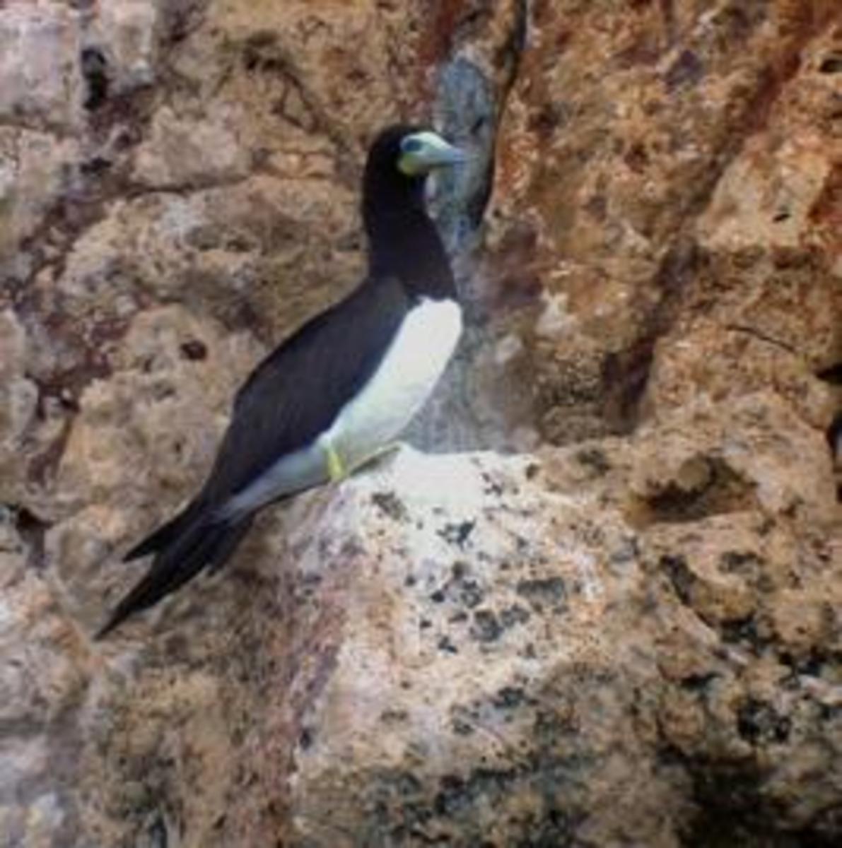 The source of Guano.  One of the many birds on the guano island of Navassa in the Caribbean Sea.  Guano is the end result of the accumulation of thousands of years worth of bird droppings.