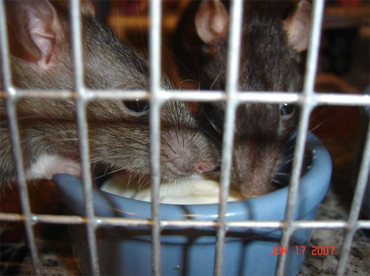Rat Munchies: Healthy Treats for Pet Rats