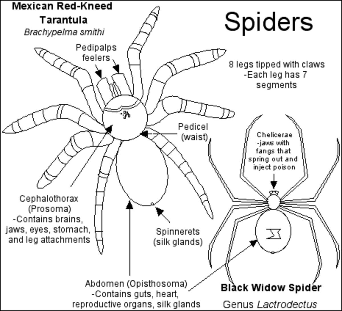 Spiders , Creepy But Interesting 