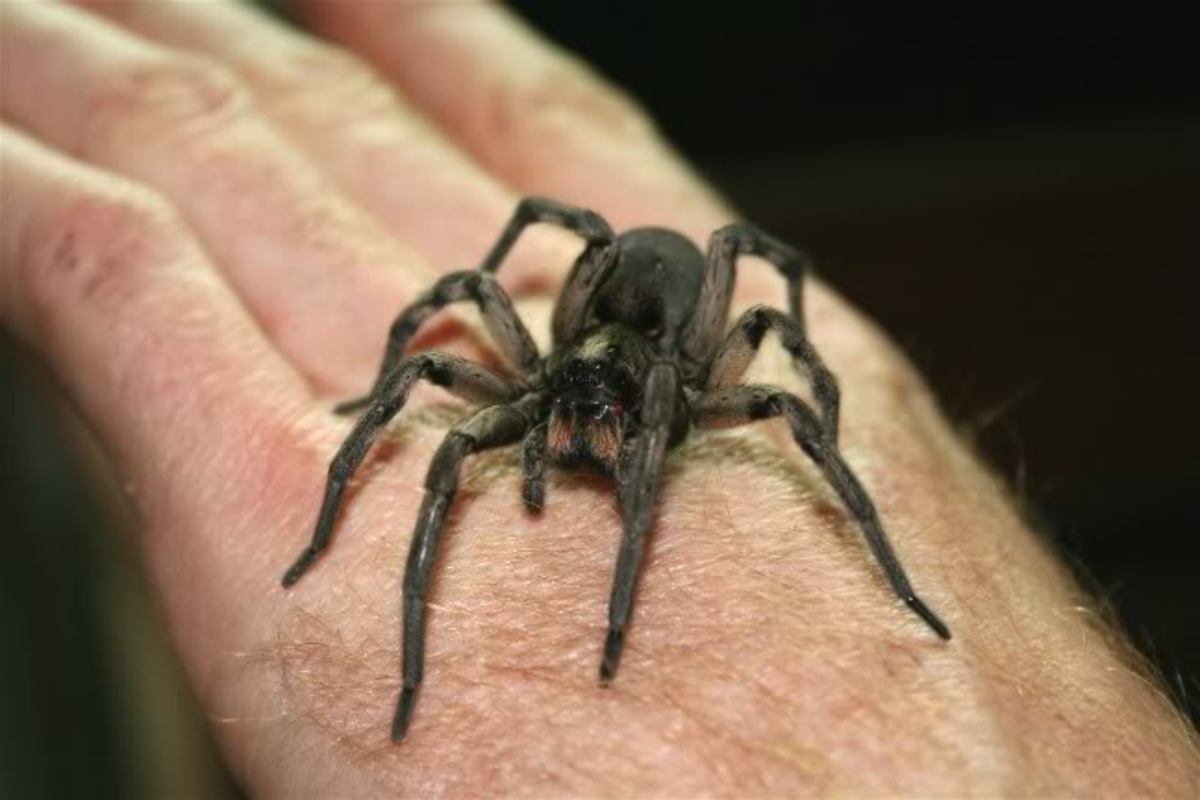 Here is a Wolf Spider. 
