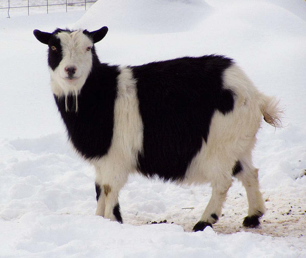 nigerian-dwarf-goats