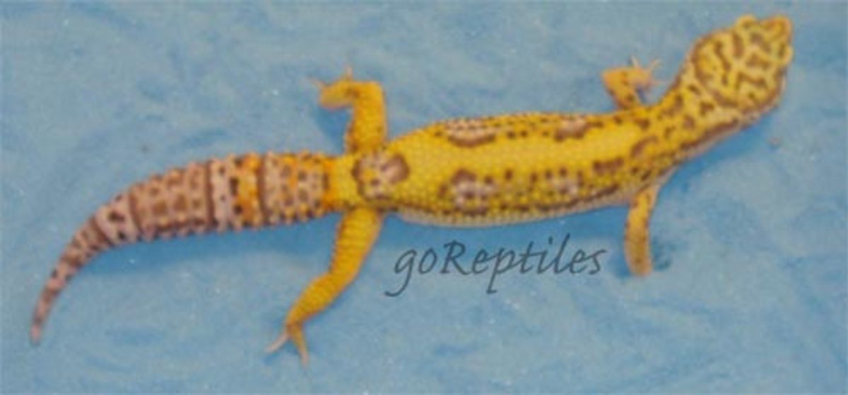 Bell Leopard Gecko