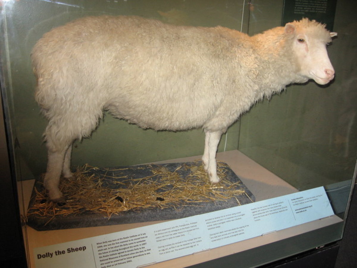 Dolly the Sheep, the first cloned animal, was put to sleep at the age of six. Her remains are now on display at the Royal Museum of Scotland.