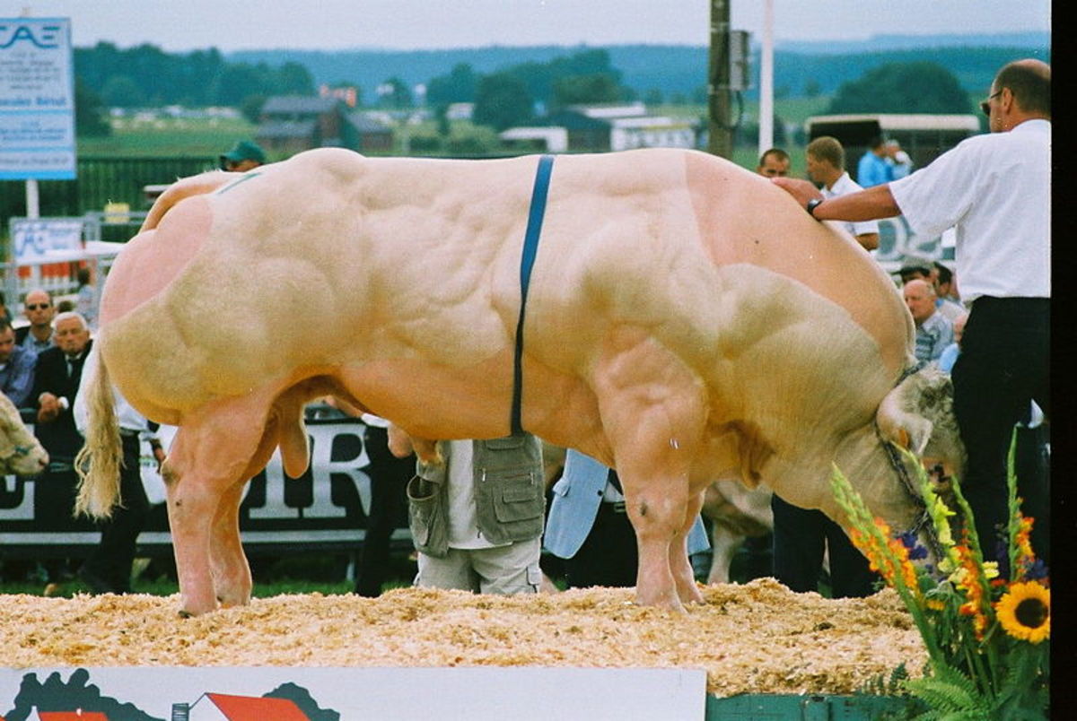 A highly profitable Belgian Blue bull