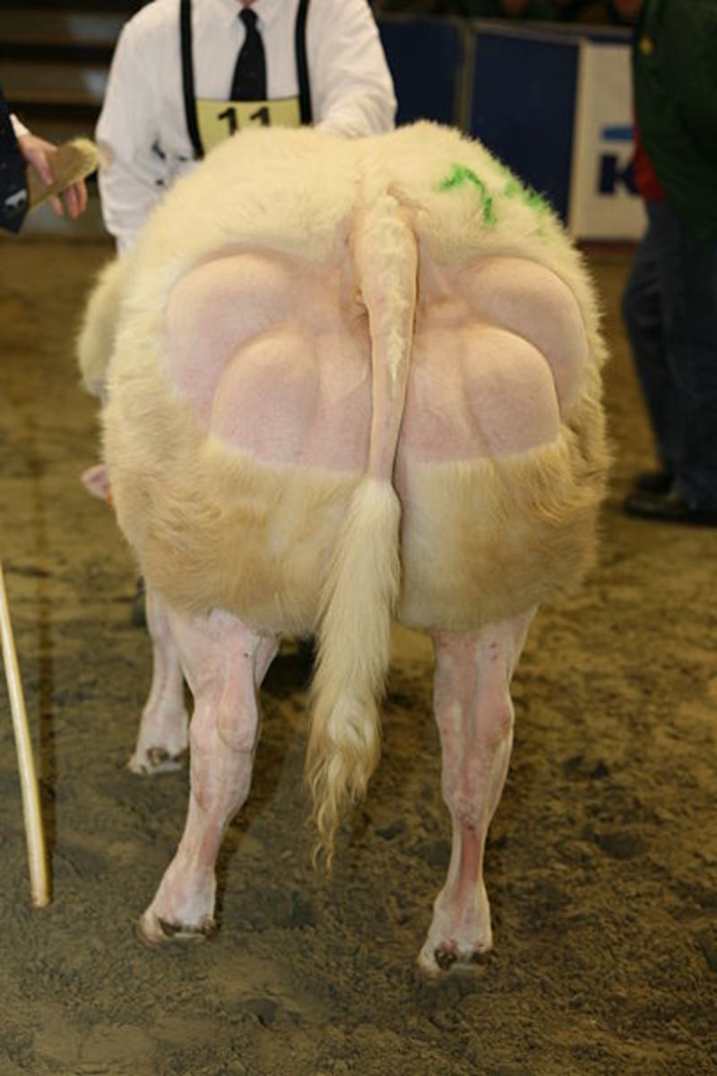 Detailed posterior double-muscling in the hind quarters of a Belgian Blue cow