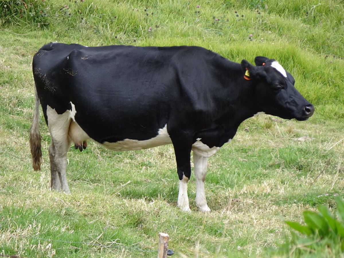 A Holstein cow, which when crossed with a Belgian Blue can result in a more functional, healthier animal