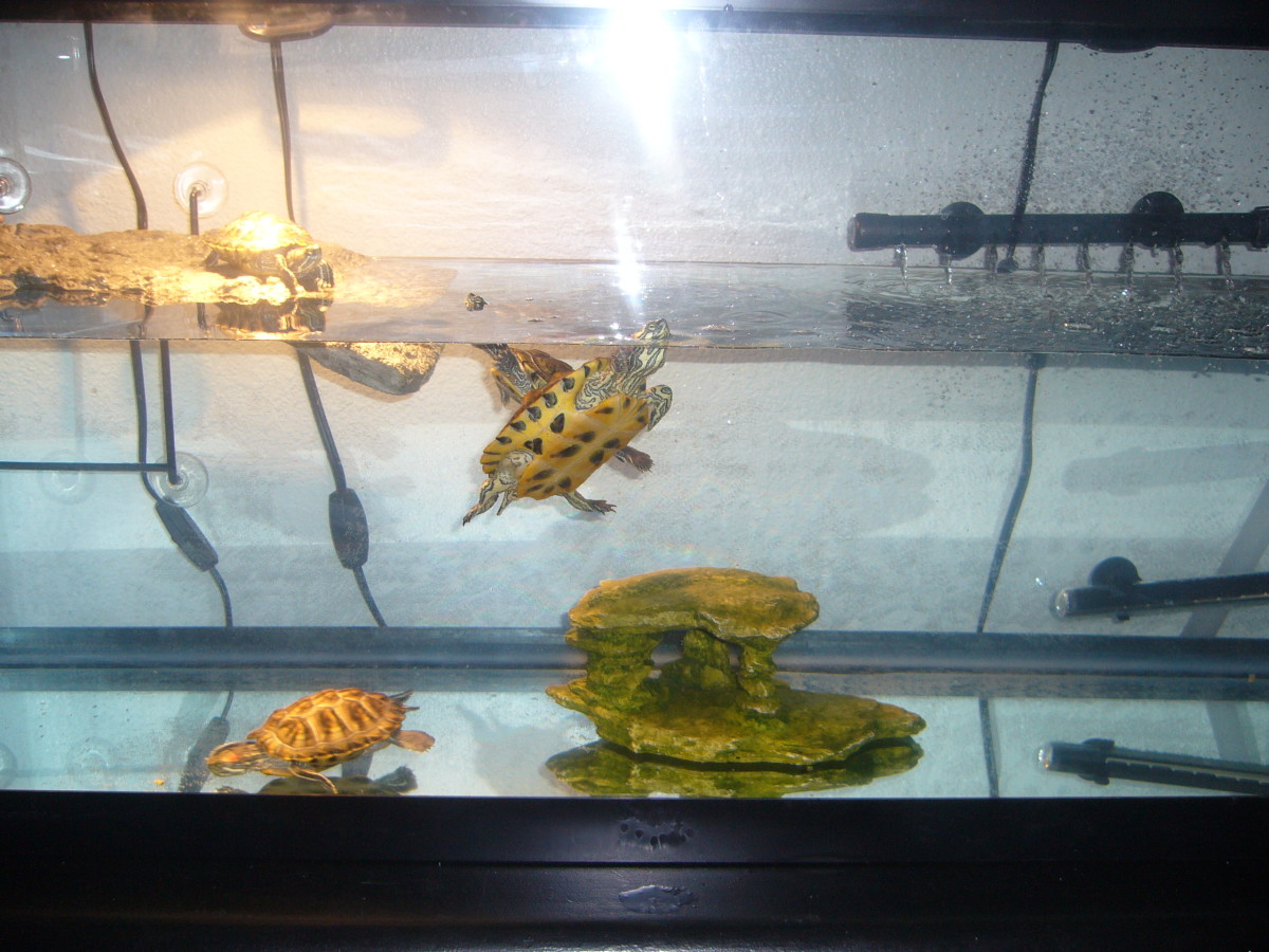 Caring for Water Turtles - HubPages