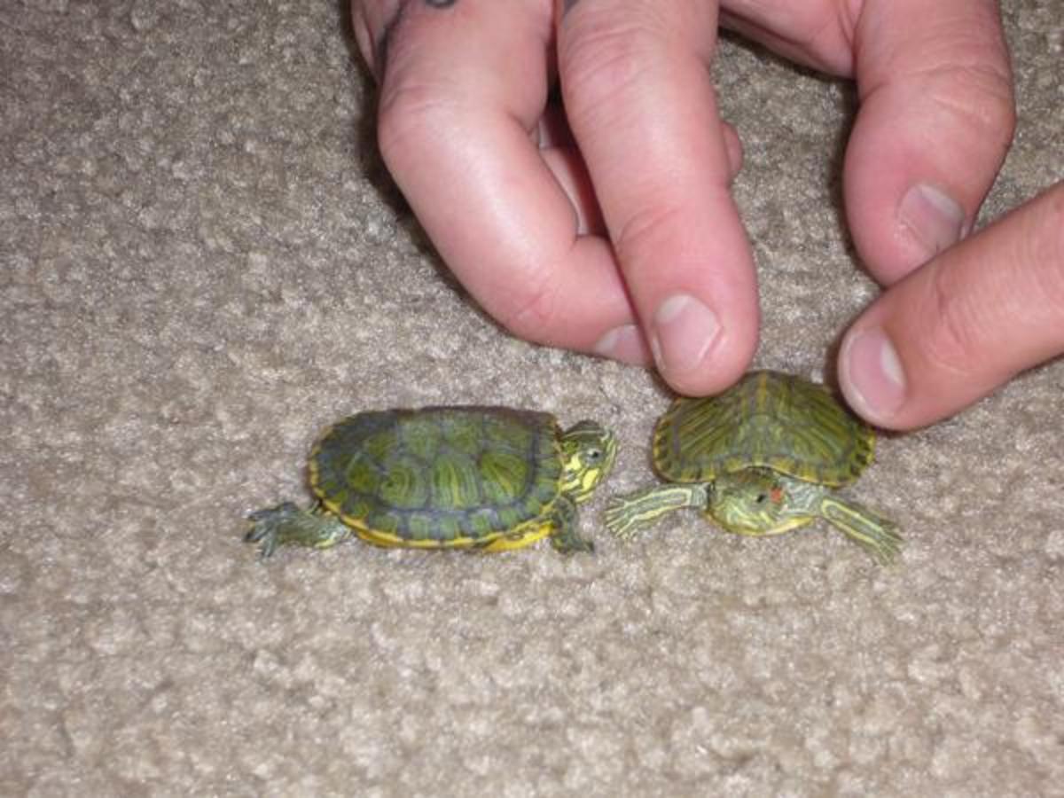 Caring for Water Turtles