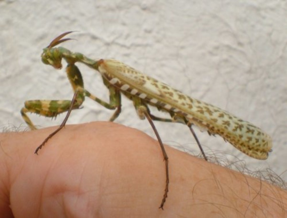 Adult Praying Mantis