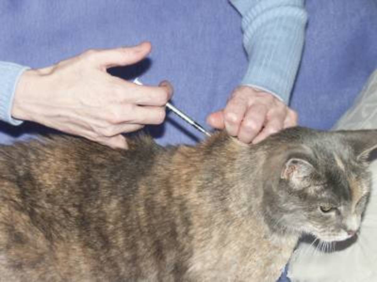 how-to-care-for-a-diabetic-cat
