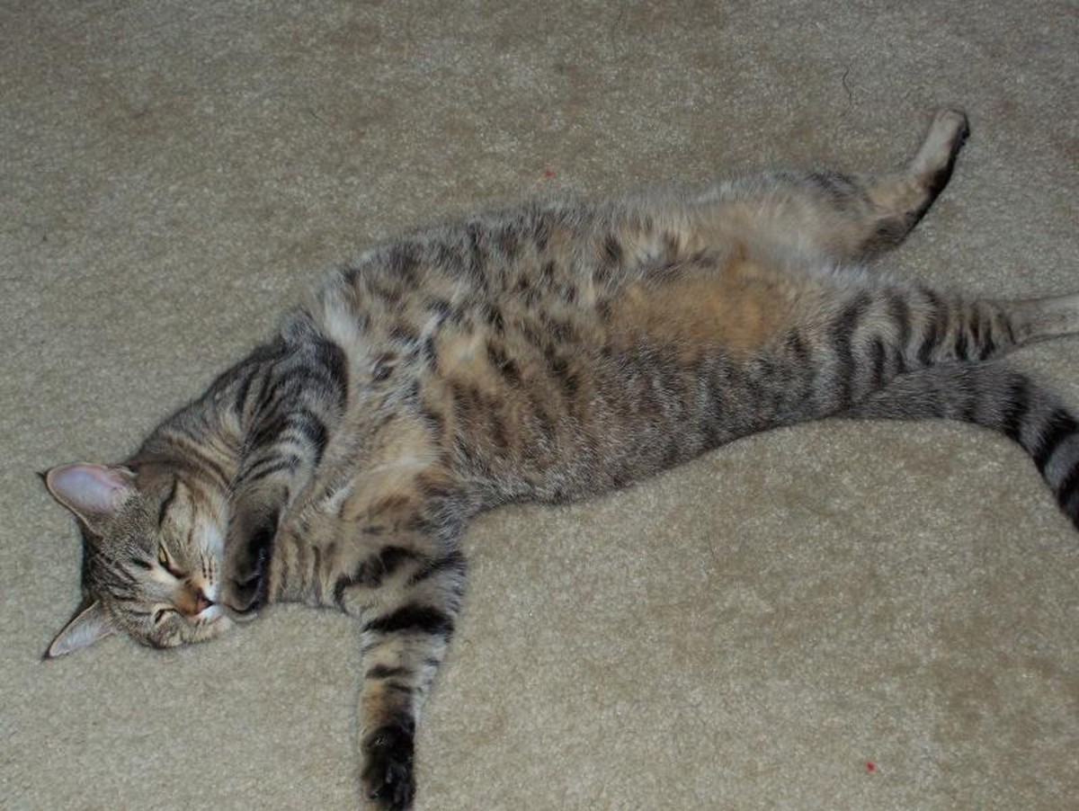 According to mom Stacie N.- Freya is "so seductive with her belly". I think so too- what do you think?