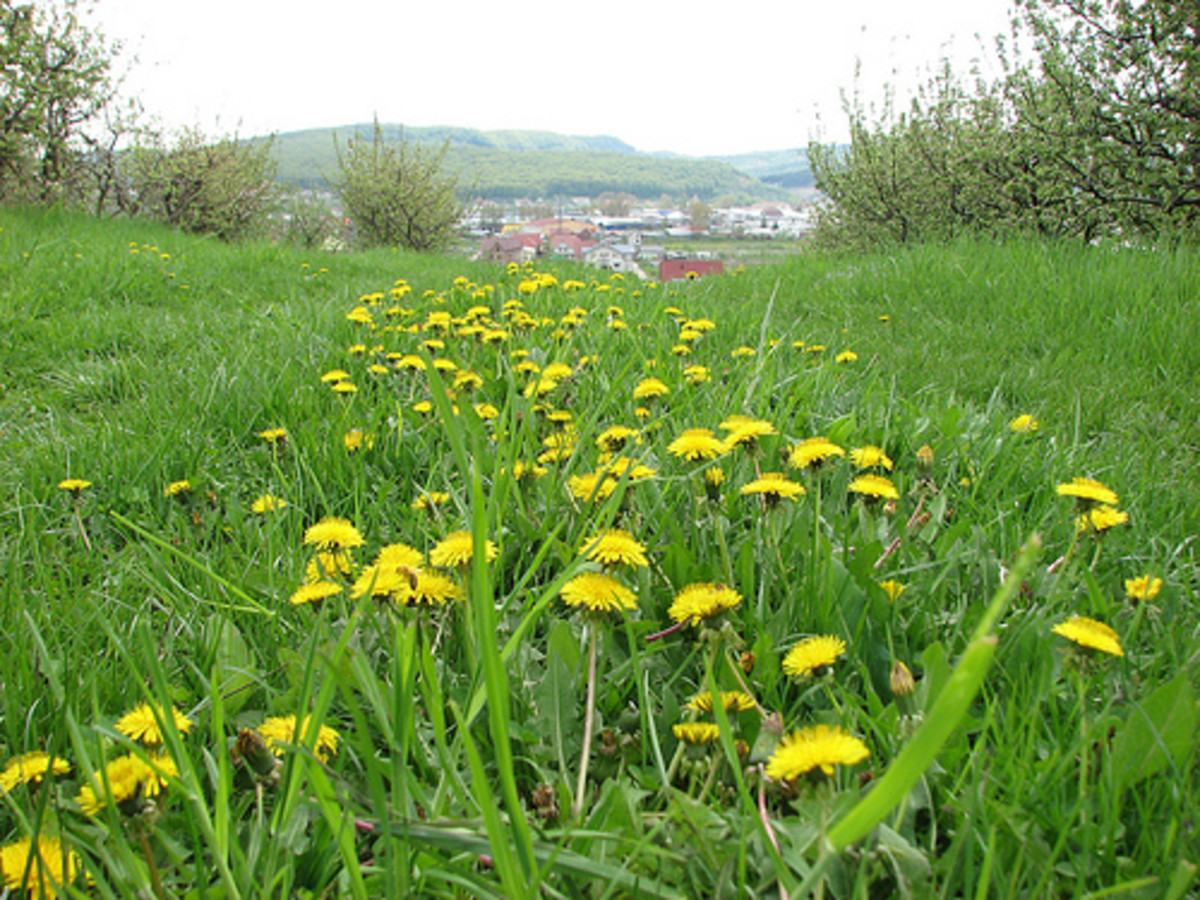 Best Ground Cover Plants for Lawn Peanut Plant and Carabao Grass