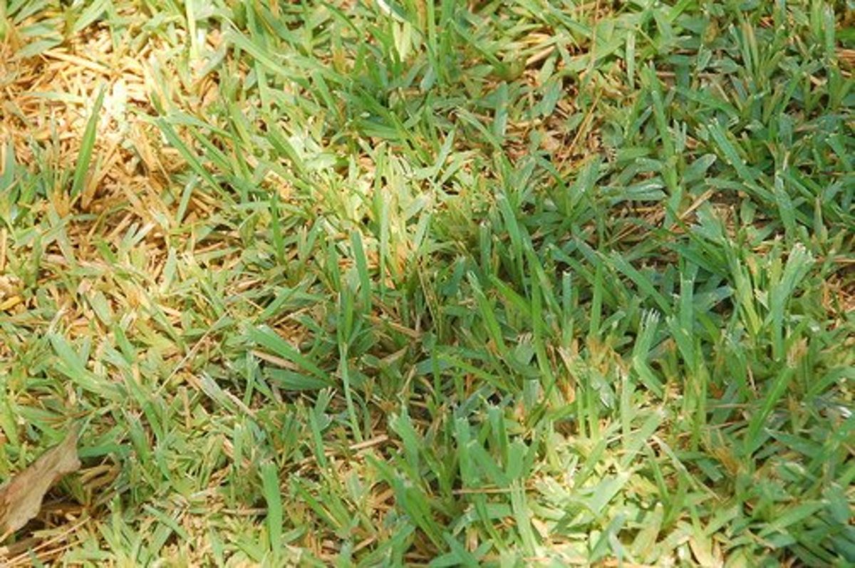 Best Ground Cover Plants for Lawn Peanut Plant and Carabao Grass