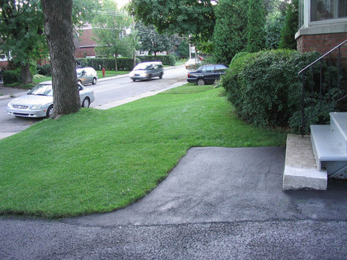 Best Ground Cover Plants for Lawn Peanut Plant and Carabao Grass HubPages