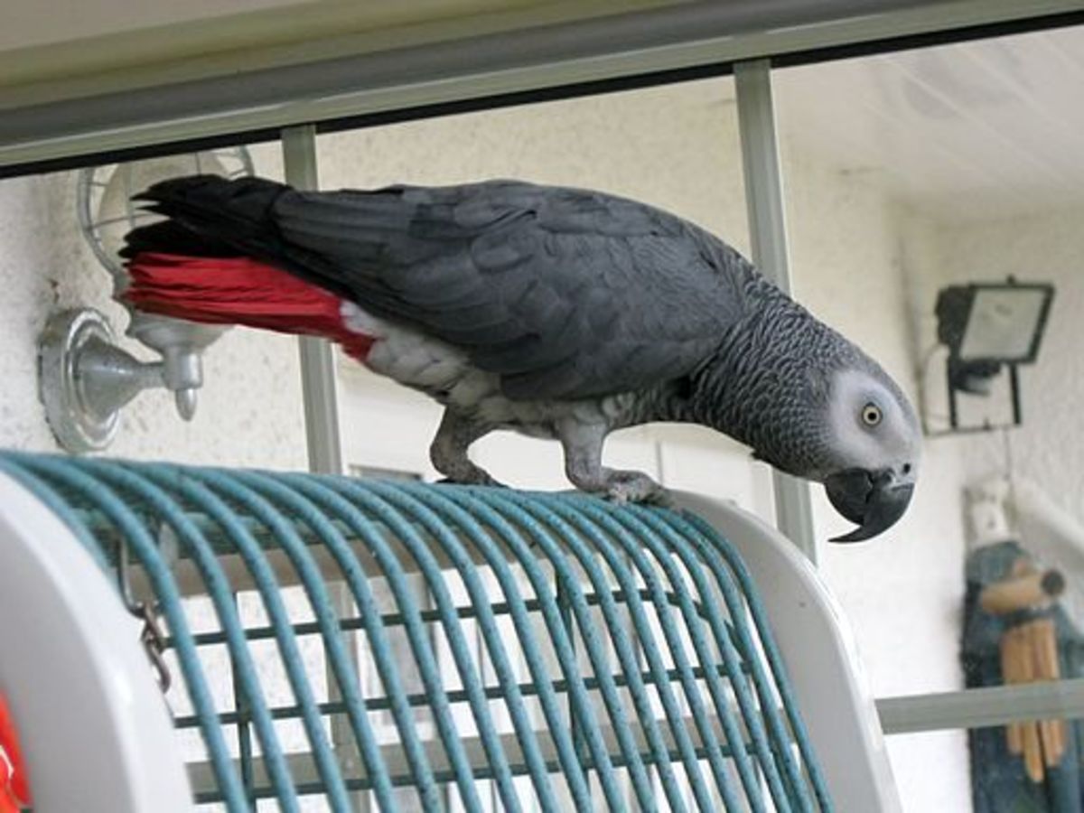 alex__the_famous_grey_parrot_has_passed_away