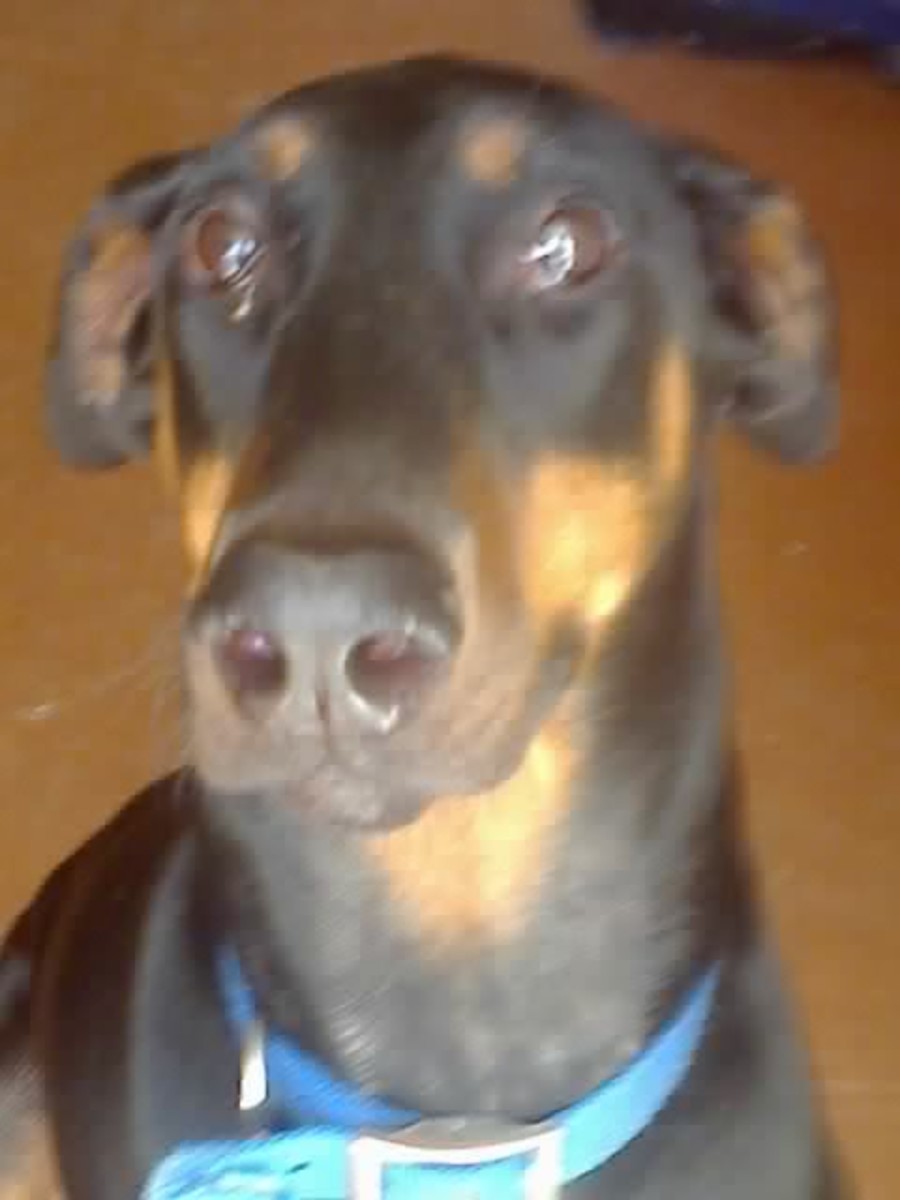 Doberman (Doberman Pinscher) Info, Size, Temperament, Lifespan, and Pictures, image size:900x1200