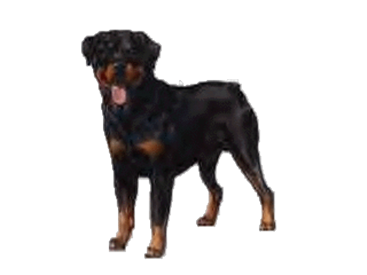 A strong part of the Doberman's ancestry: the sturdy Rottweiler.