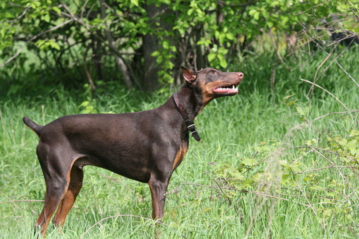 Red Doberman smiling as he stands in the grass, photographed by John Adams