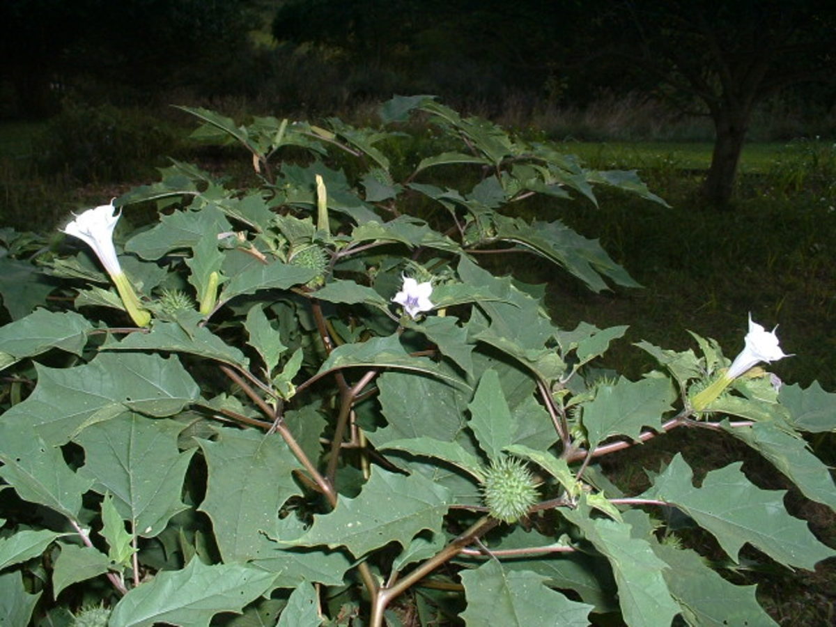 Jimson Weed is a profoundly powerful hallucinogenic plant that causes psychotic breaks and potential death in people who try it. 
