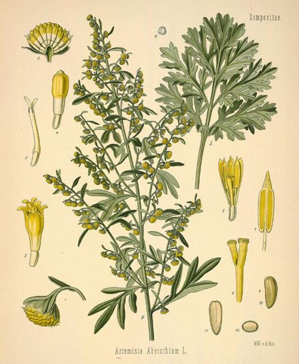 Wormwood was so named because it used to be used to rid one's self of tape worms. Since then it has been used to create absinthe and shown to cause liver and kidney damage with chronic use. 