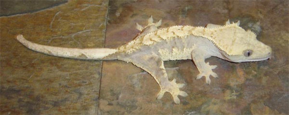 Female harlequin crested gecko