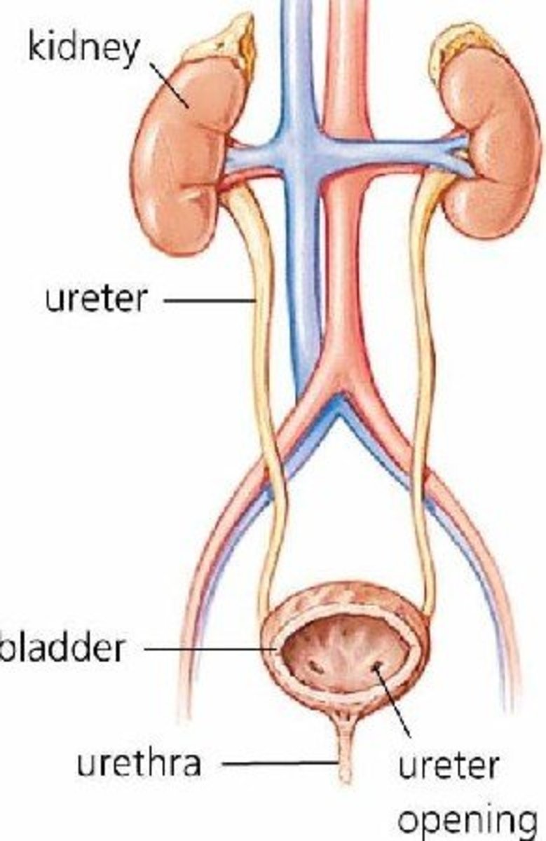Unisex diagram of the urinary tract