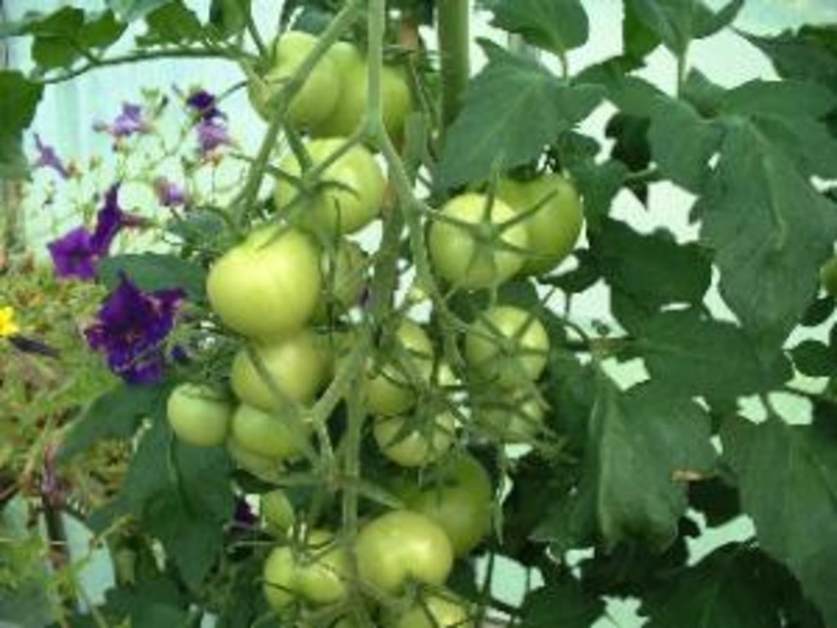 growing_greenhouse_tomatoes_successfully