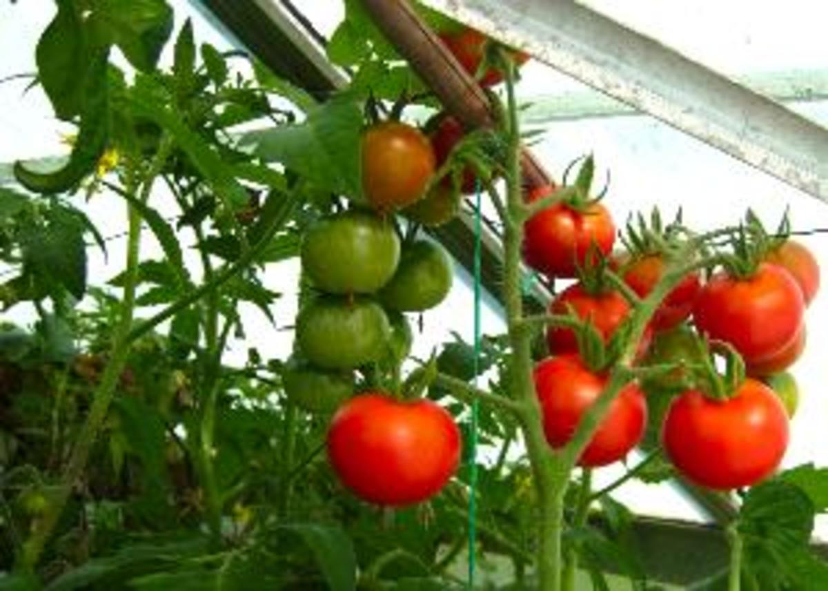 growing_greenhouse_tomatoes_successfully