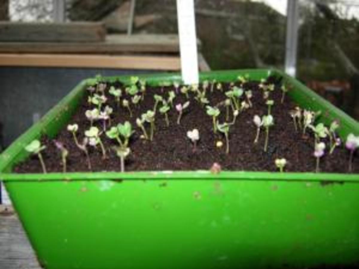 Seed germinating - the two leaves are called `seed leaves` or Cotyledons, not true leaves.