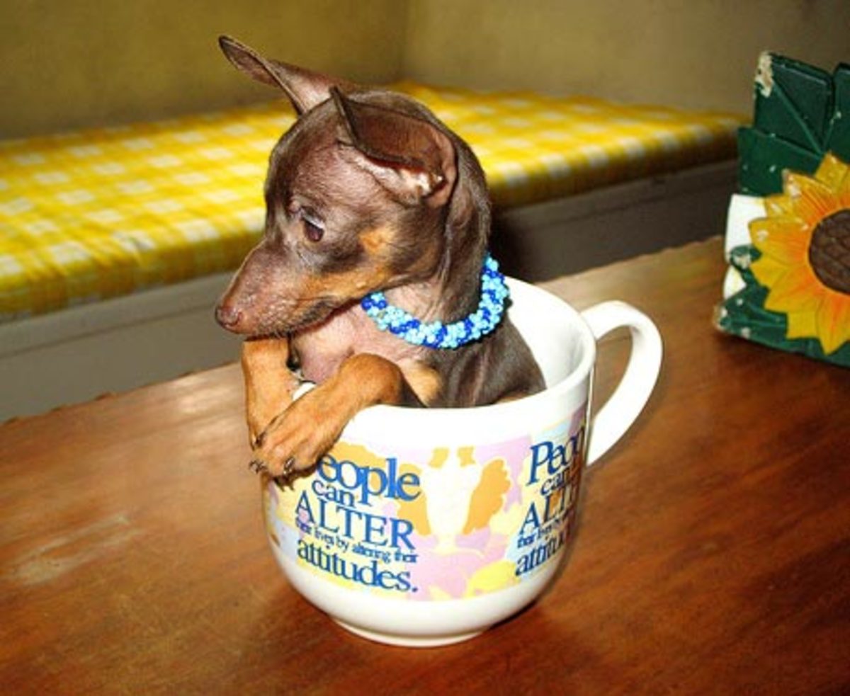 Miniature Pinscher Pup in a Teacup