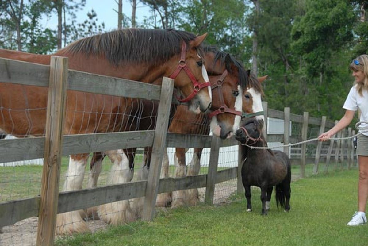 Mini Stallion and Clydesdales