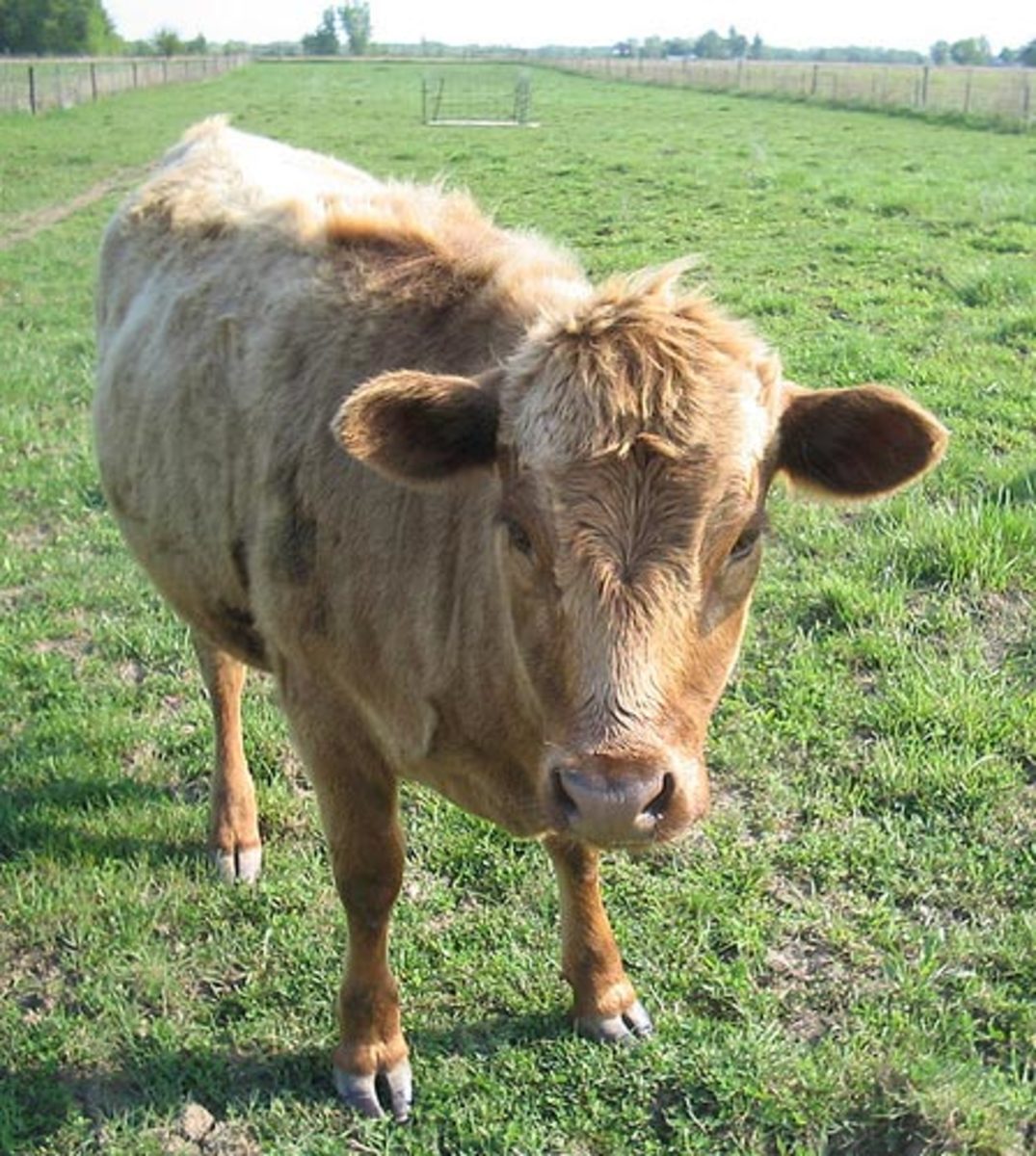 Dexter Cow