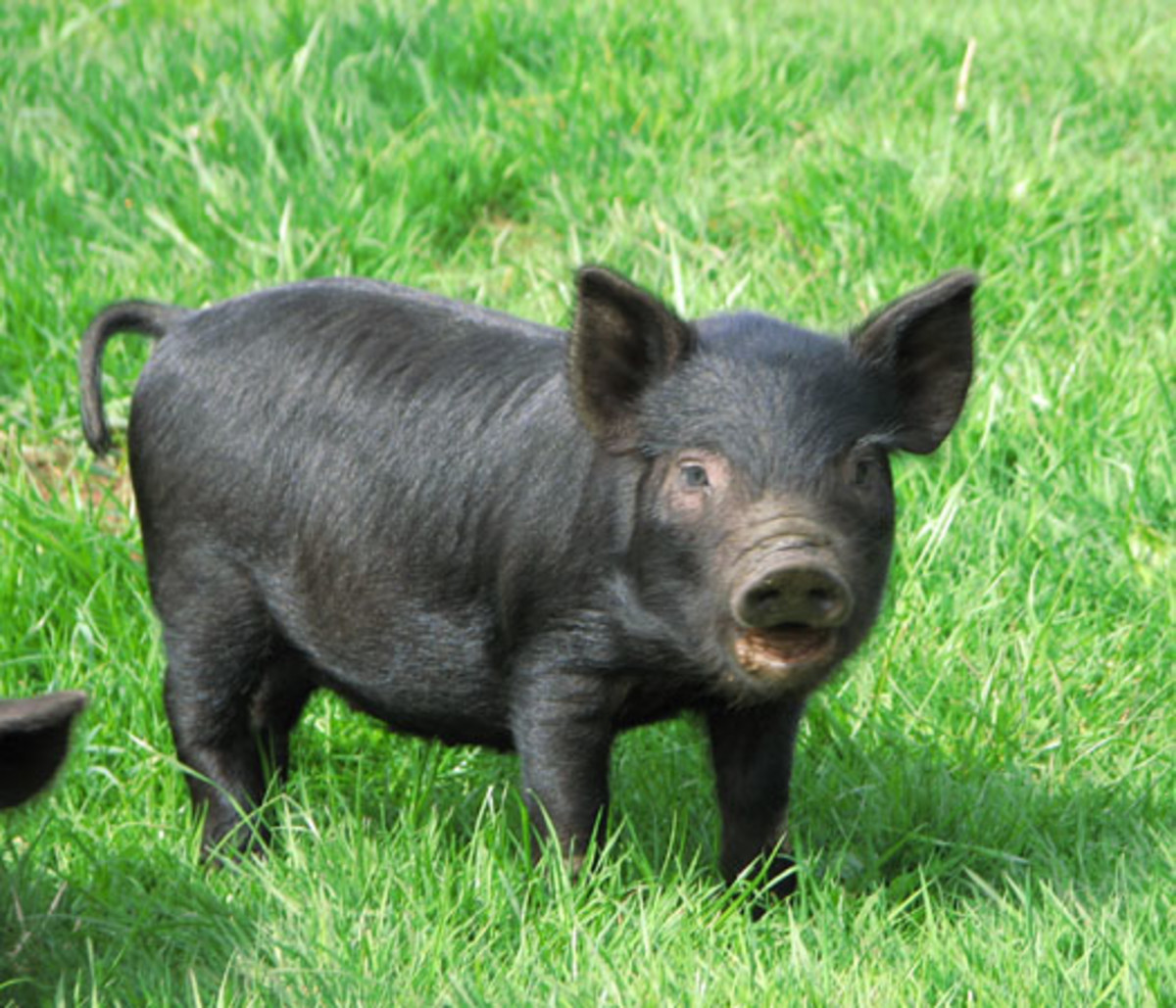 miniature-pigs-the-guinea-hog