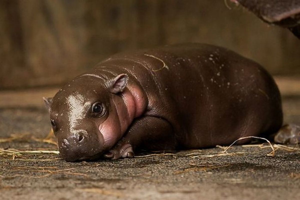 Baby pygmy hippo born at a zoo. 