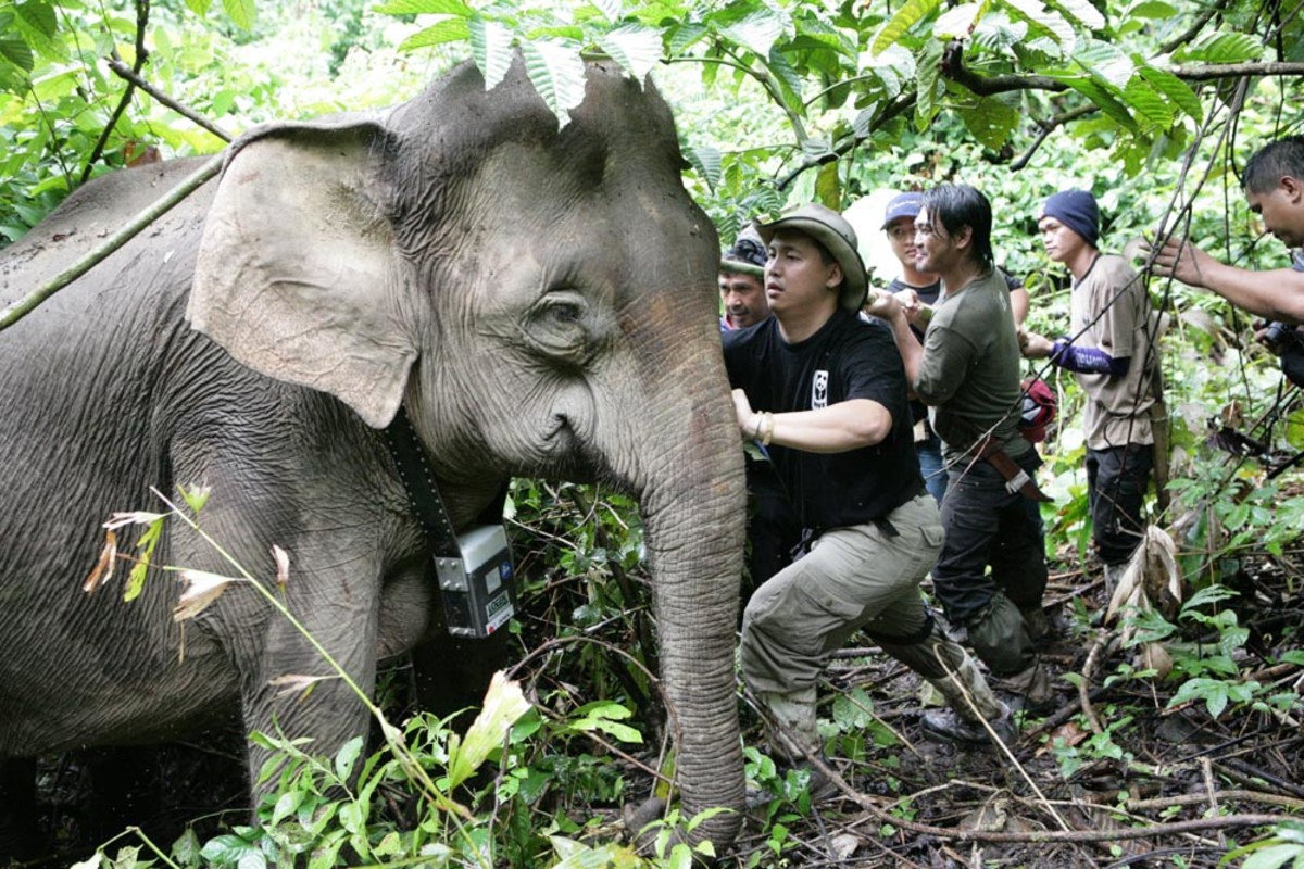 This Bornean Pygmy Elephant gets fitted for a radio collar. 