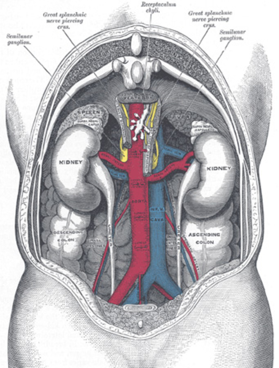 Diagram of the kidneys (from the back.)