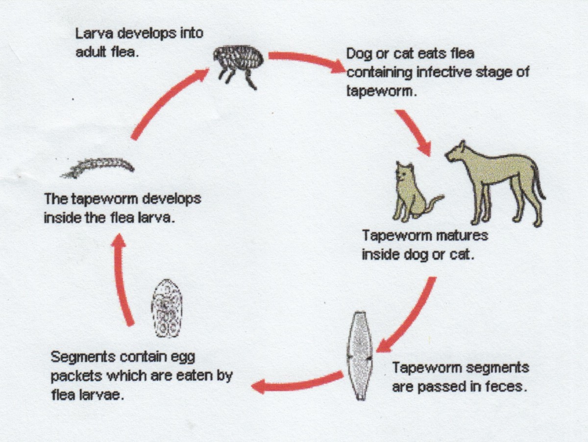 diseases-spread-to-animals-by-fleas-and-ticks