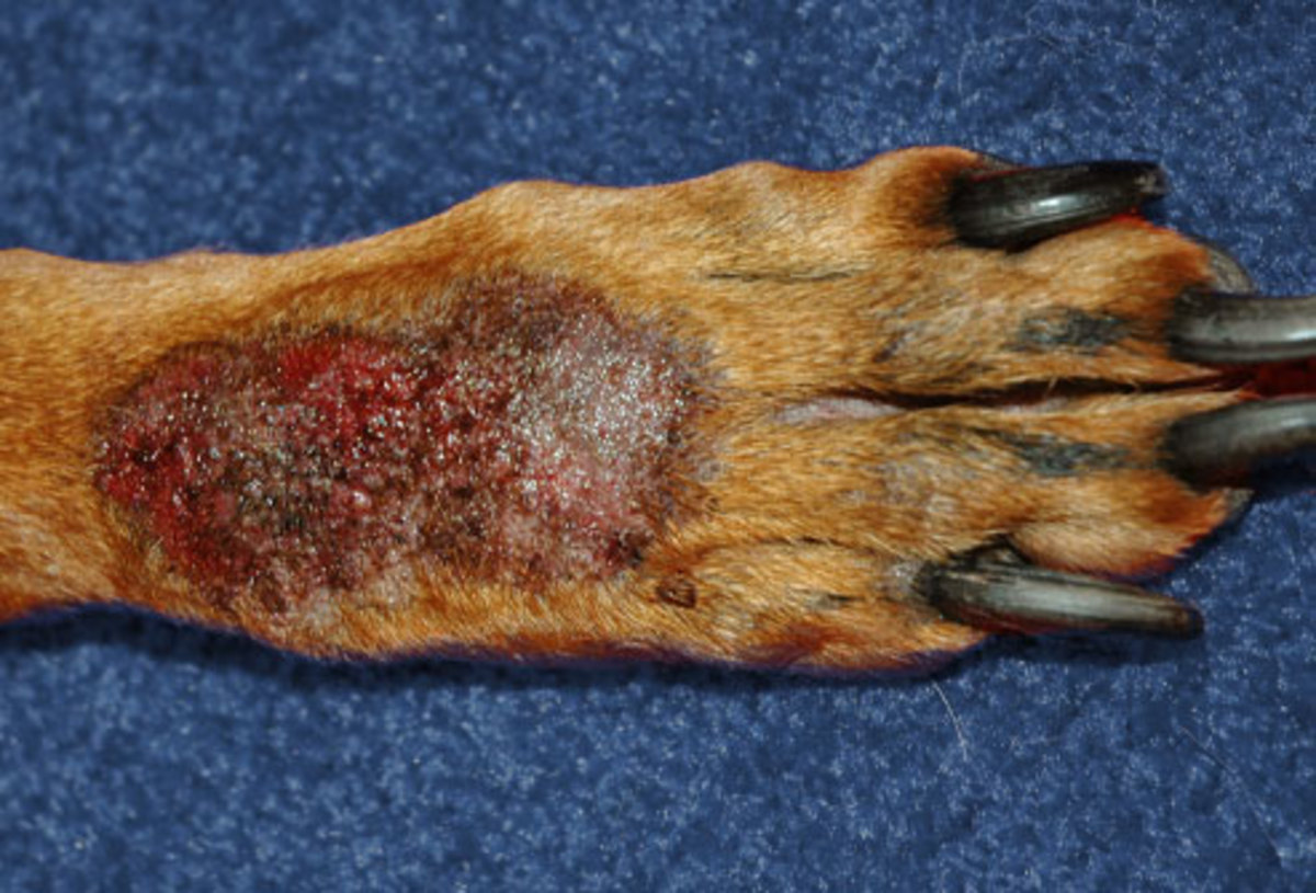 diseases-spread-to-animals-by-fleas-and-ticks