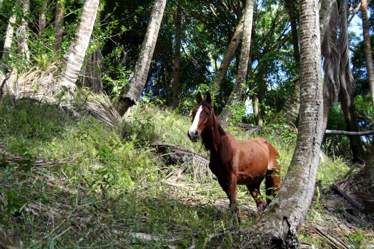 Horse Communication And Their Five Senses - Hubpages