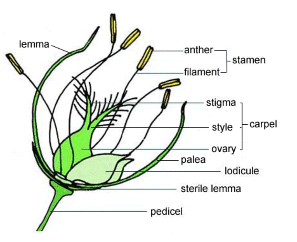 Structure of the Flower of Rice Plant