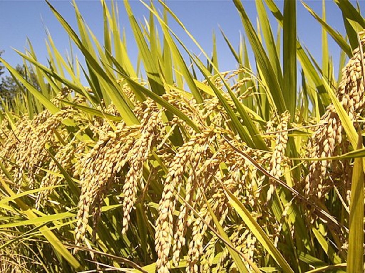 Facts About the Rice Plant - a Detailed Description