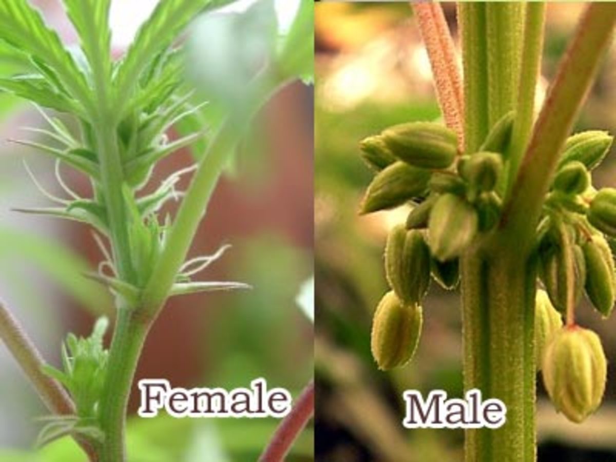 Женское растение конопли