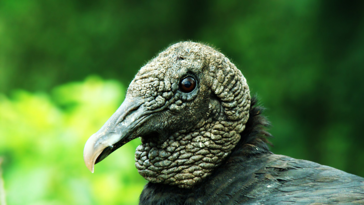 dream-interpretation-black-vulture